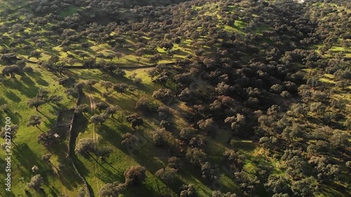 Aerial view of  the acorn trees forest, Dehesa of Andalucia, Spain.	