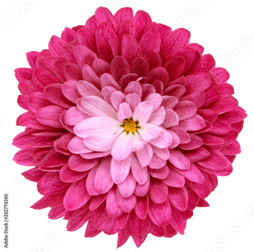 pink  flower chrysanthemum on a white isolated background with clipping path  no shadows. Closeup.  Nature.