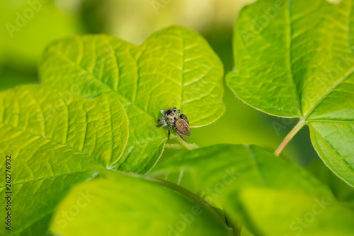 Jumping Spider on Leaf in Springtime