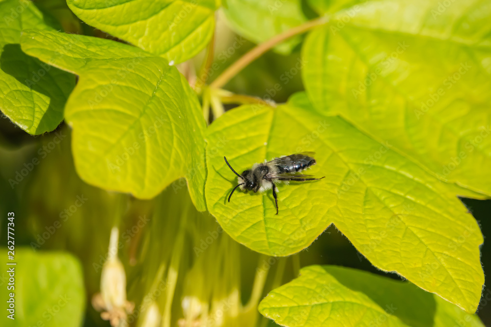 Fototapeta premium Mining Bee on Leaf in Springtime