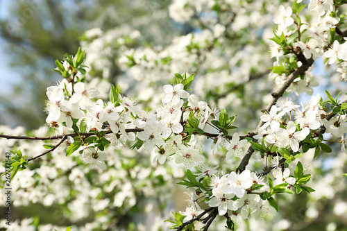 Beautiful blossoming tree branches outdoors