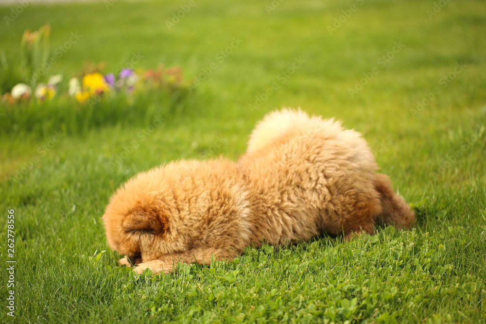 Fototapeta premium Beautiful little dog playing in green yard