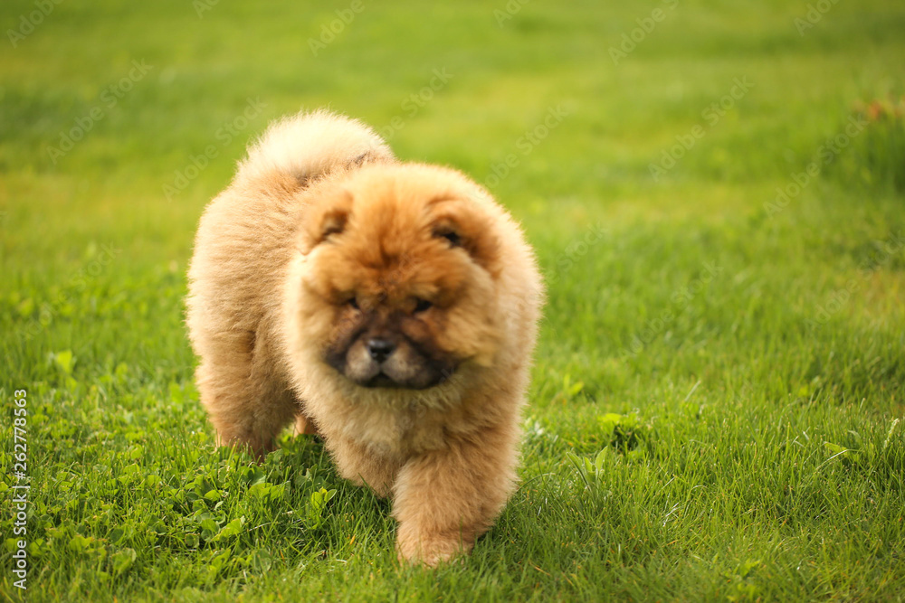 Fototapeta premium Beautiful little dog playing in green yard