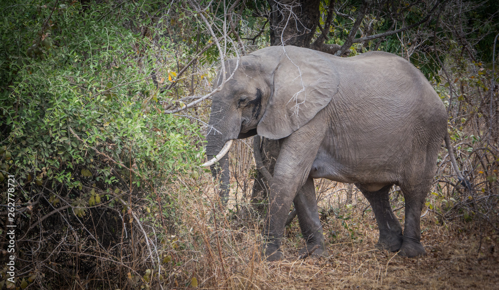 Fototapeta premium Elephants Zambia Africa