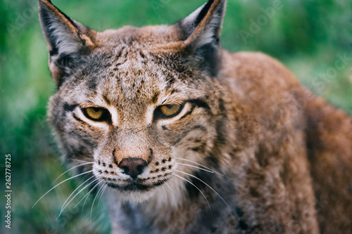 portrait of a lynx looking at camera