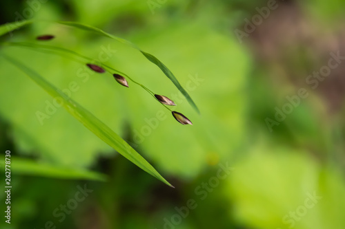 Wood Melick in Springtime