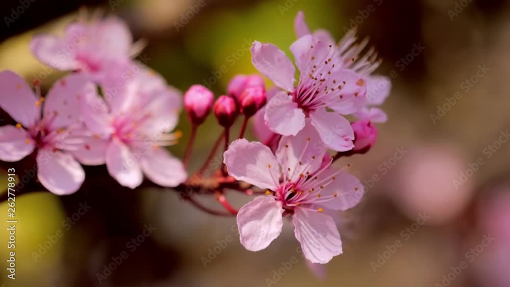 Spring blooming tree Spring blooming tree