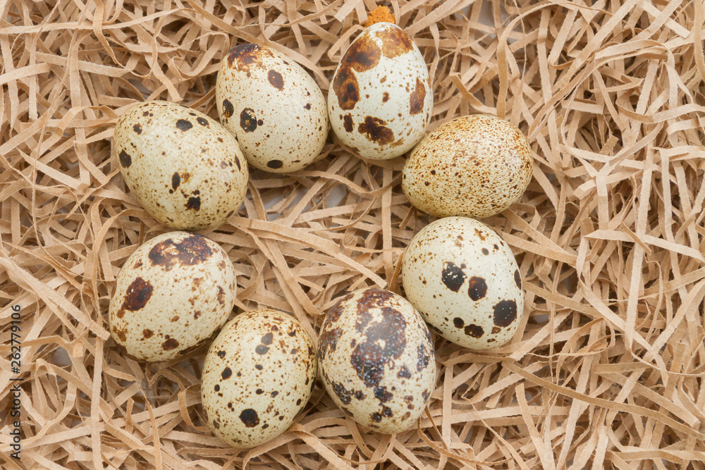 Obraz premium Quail spotted eggs lie on paper strips in the form of hay