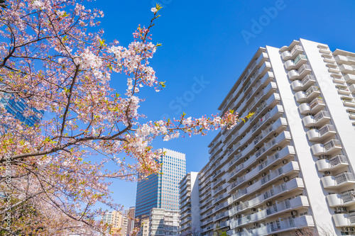 都会に咲く満開の桜 © taka