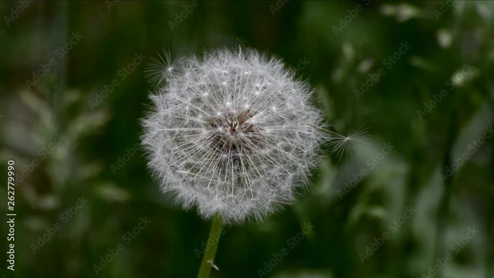Dandelion from Park in Berlin Spandau a fresh spring morning, Germany Dandelion from Park in Berlin Spandau a fresh spring morning, Germany