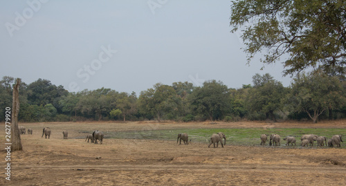Elephants Zambia Africa © Blackbookphoto