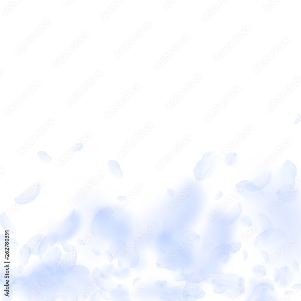 Light blue flower petals falling down. Dazzling ro Light blue flower petals falling down. Dazzling ro