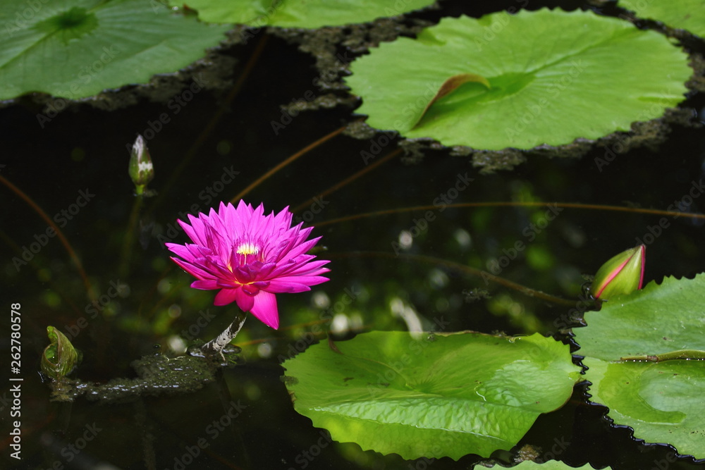 Bright pink flower water lilies in the Botanical garden Bright pink flower water lilies in the Botanical garden