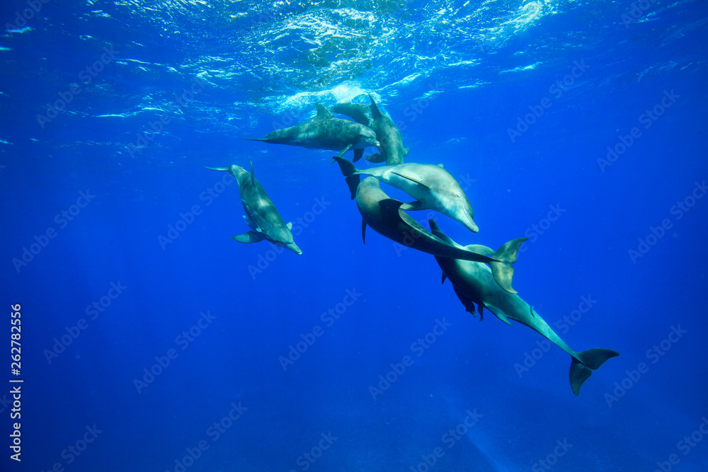 Fototapeta premium 小笠原の海を泳ぐミナミハンドウイルカの群れ