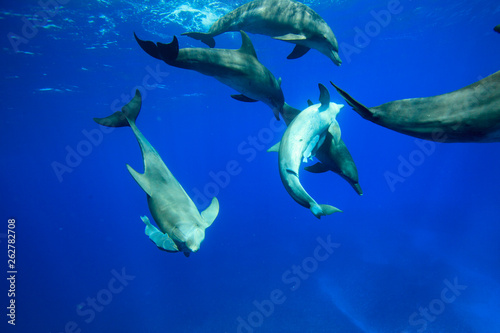 小笠原の海を泳ぐミナミハンドウイルカの群れ © shota