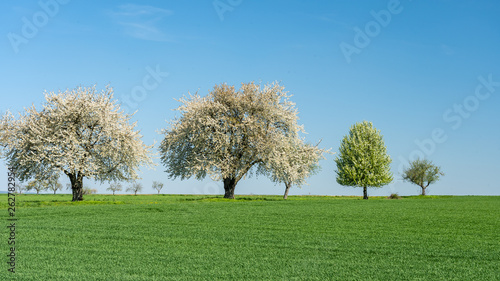 flowering apple trees during springtime in frankfurt