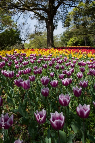 日本で春に撮影したチューリップ