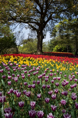日本で春に撮影したチューリップ