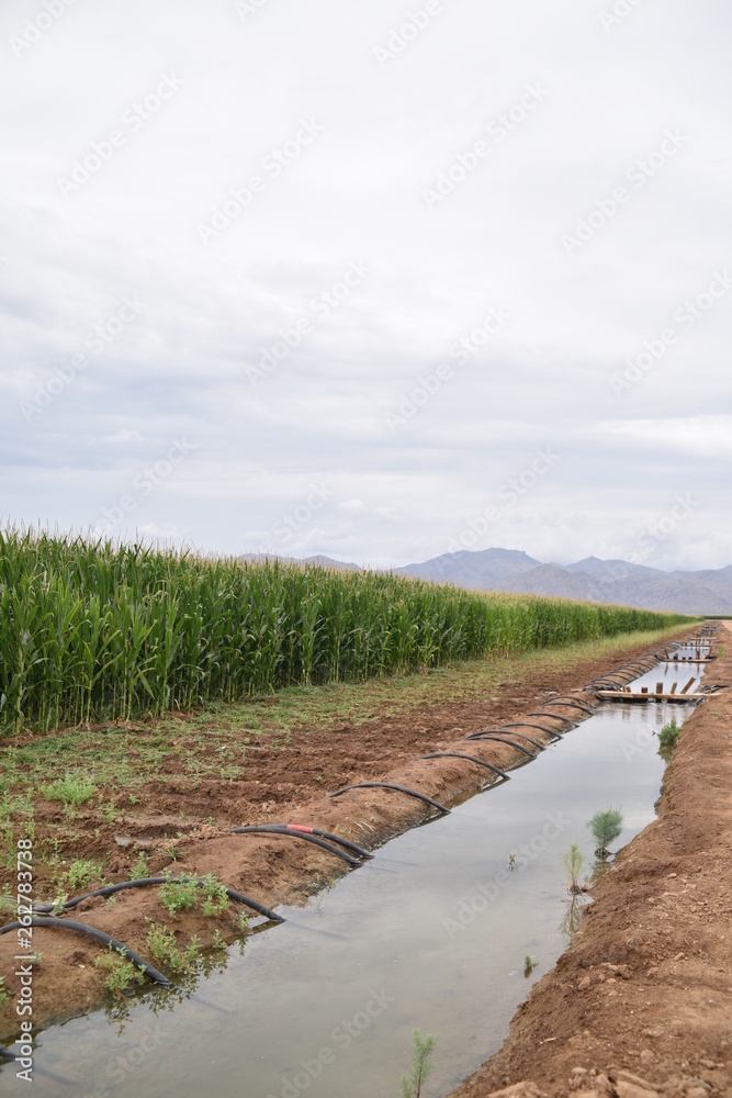 Arizona siphon irregated corn field