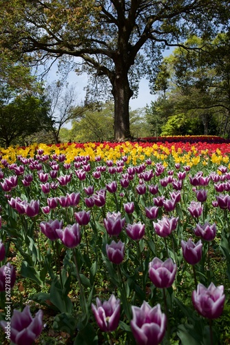 日本で春に撮影したチューリップ