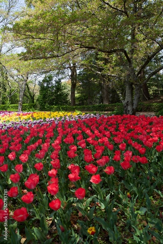 日本で春に撮影したチューリップ