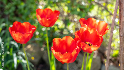 close up of red tulips in spring, frankfurt, germany