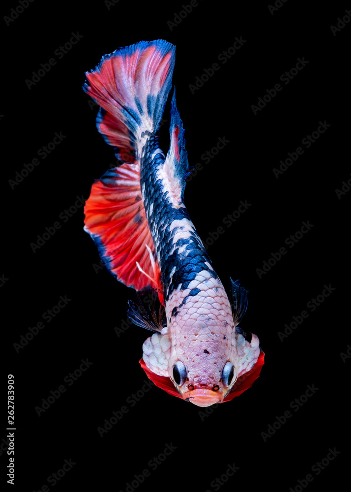 Obraz premium Betta fish Koi fish Red White in the