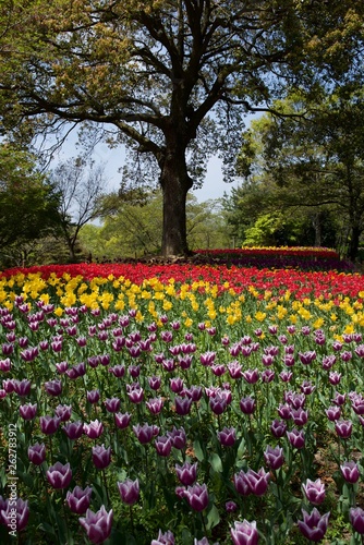 日本で春に撮影したチューリップ