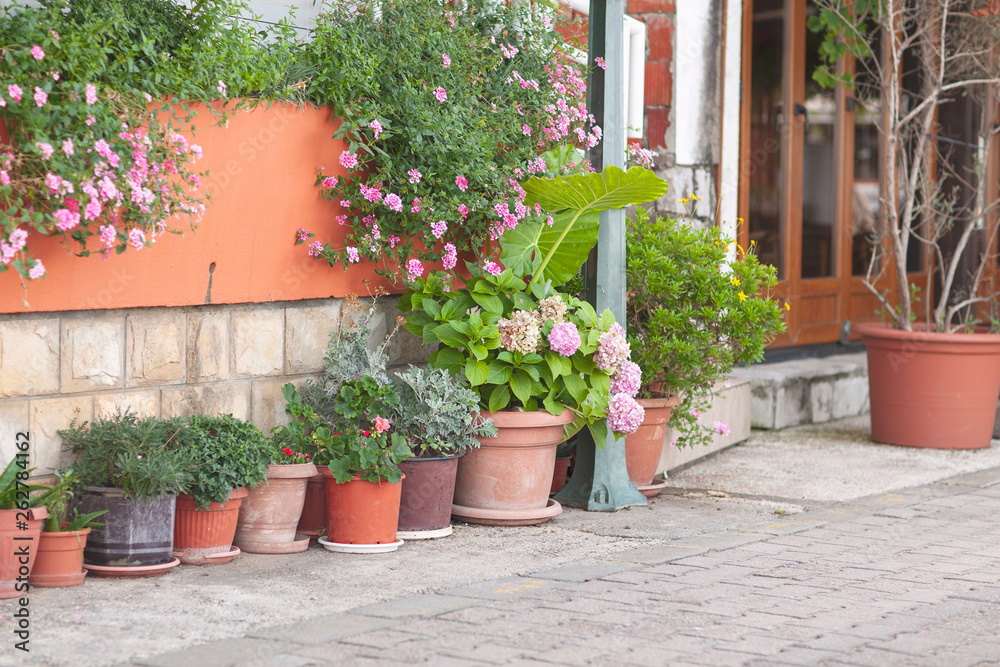 Naklejka premium Wiele glinianych doniczek z roślinami kwitnącymi i zielonymi. Ogród ozdobny. Domowy krajobraz ogrodowy