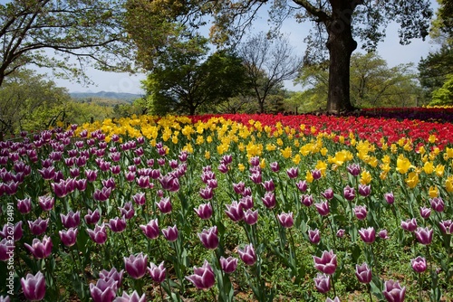 日本で春に撮影したチューリップ