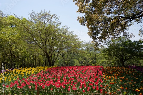 日本で春に撮影したチューリップ