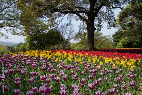 日本で春に撮影したチューリップ