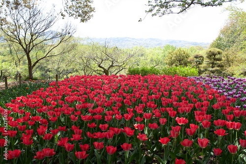 日本で春に撮影したチューリップ