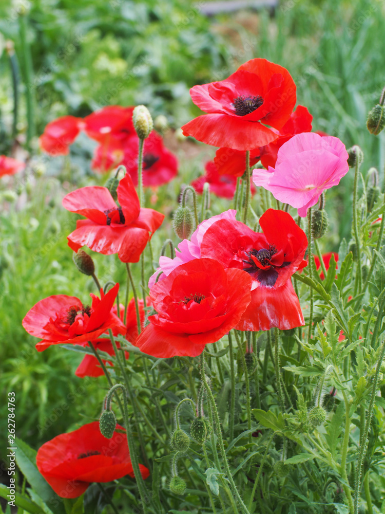 Obraz premium 花 ポピー