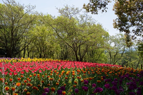 日本で春に撮影したチューリップ
