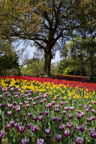 日本で春に撮影したチューリップ