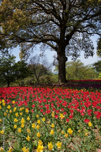 日本で春に撮影したチューリップ