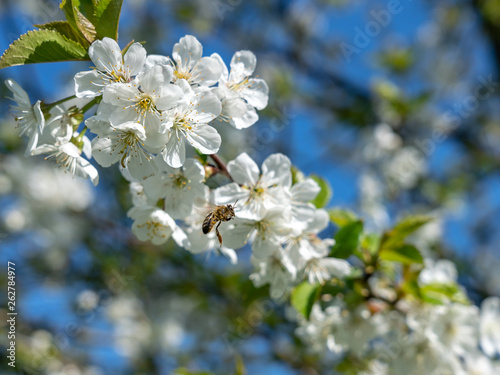 apple tree blossom in frankfurt