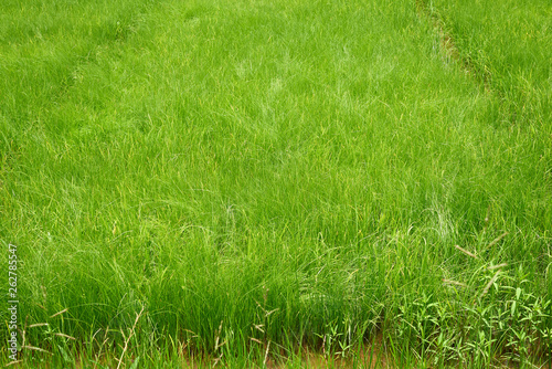 Scene of green rice field pattern © Teeradej