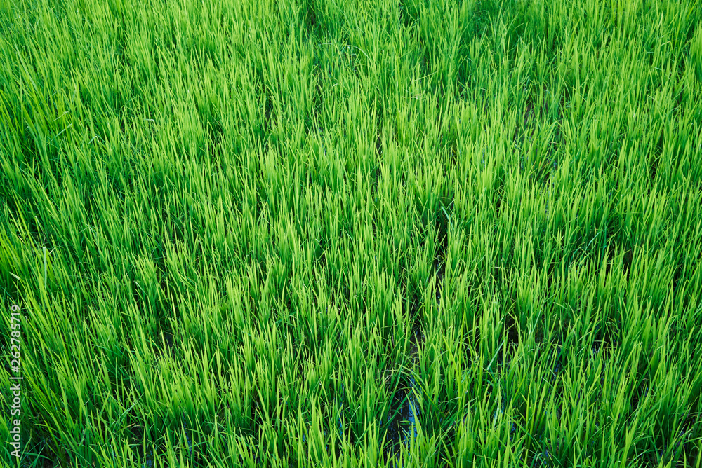 Close-up view of green rice field pattern Close-up view of green rice field pattern