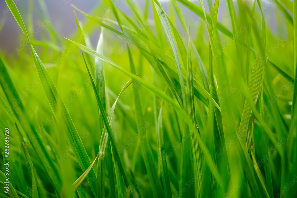 Green grass on the field Green grass on the field