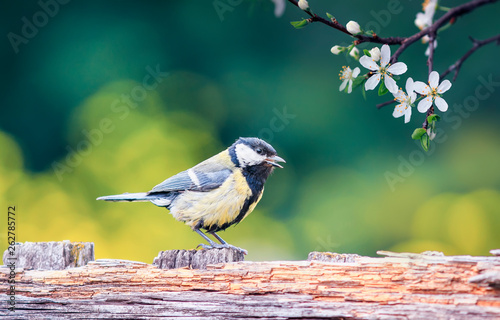 beautiful natural background with a bird tit stands on a wooden old fence in a rustic garden surrounded by white cherry blossom on a sunny day in spring