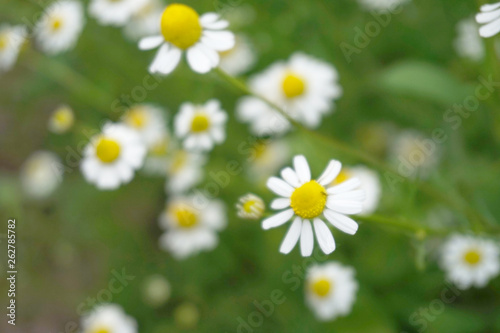 Camomiles close-up sunny day