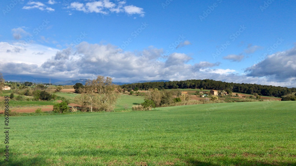 Fototapeta premium Campo