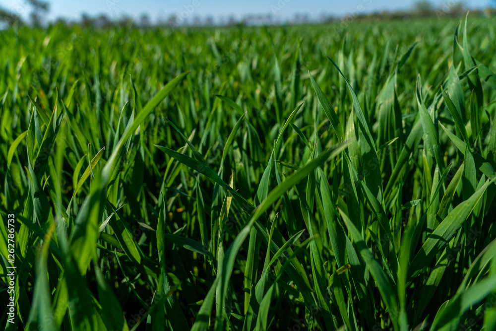 close up of green gras in springtime, frankfurt close up of green gras in springtime, frankfurt