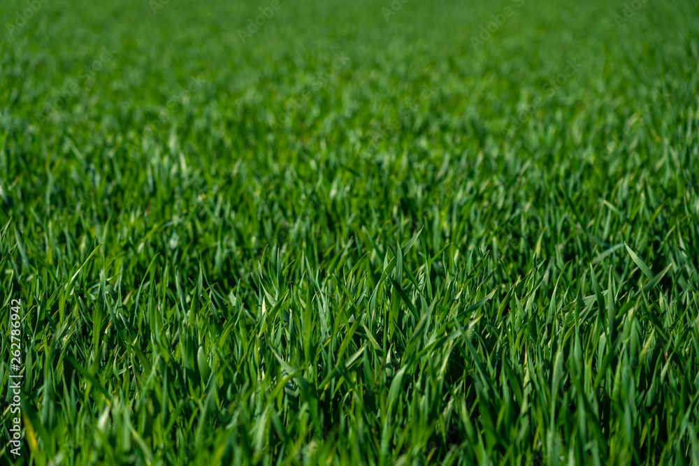 close up of green gras in springtime, frankfurt close up of green gras in springtime, frankfurt