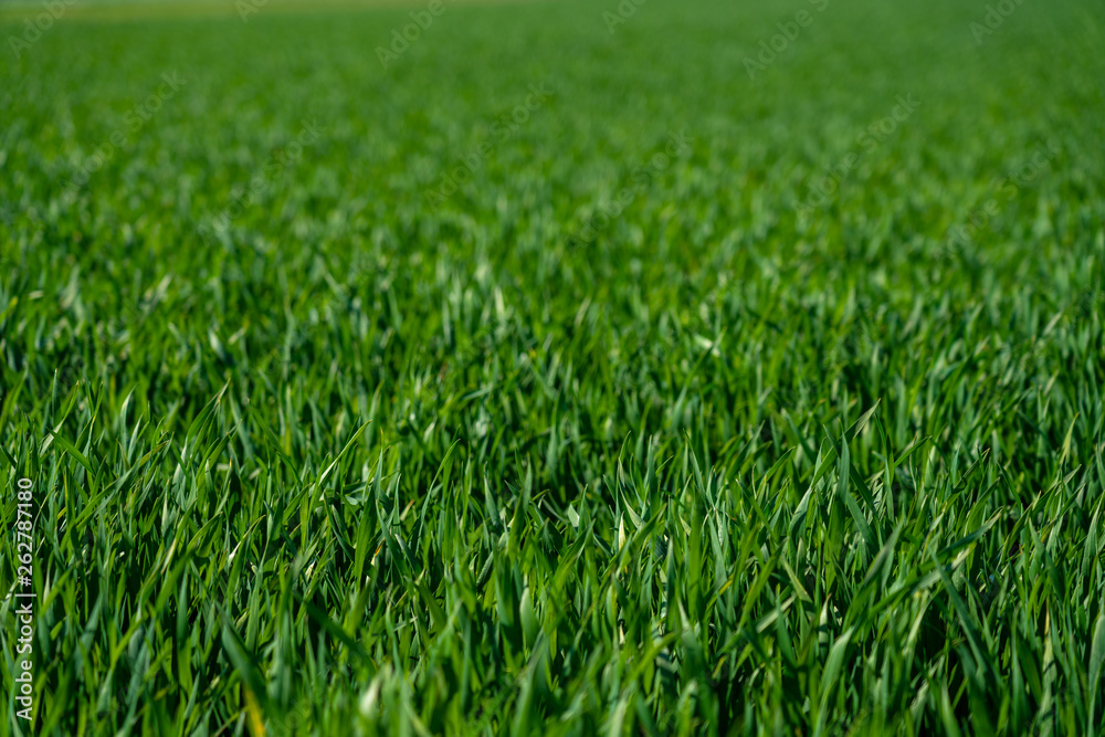 close up of green gras in springtime, frankfurt close up of green gras in springtime, frankfurt