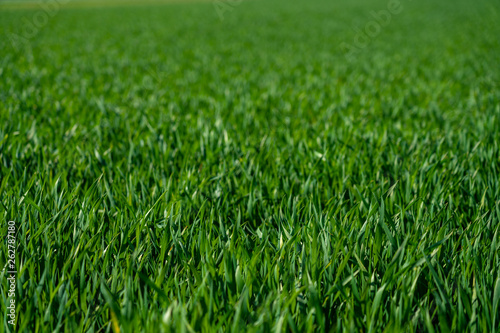 close up of green gras in springtime, frankfurt