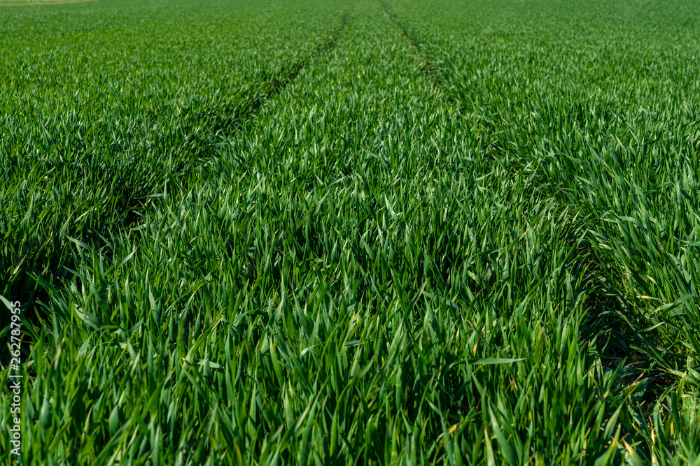 Fototapeta premium close up of green gras in springtime, frankfurt