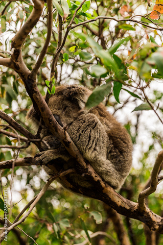 Sleeping koala sitting comfortably high above in a gumtree.